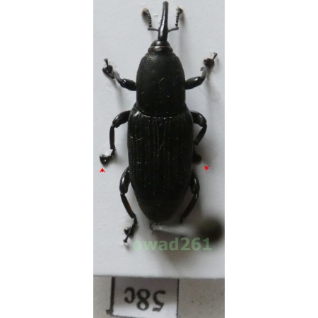 Calandra sp. Philippines58c